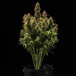 Royal Cookies Auto semi cannabis Royal Queen Seeds