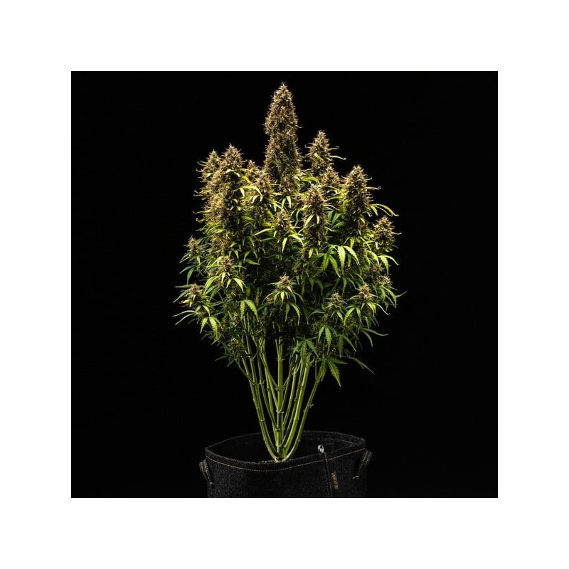 Royal Cookies Auto semi cannabis Royal Queen Seeds