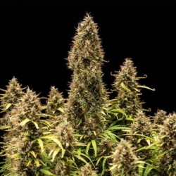 Royal Cookies Auto semi cannabis Royal Queen Seeds