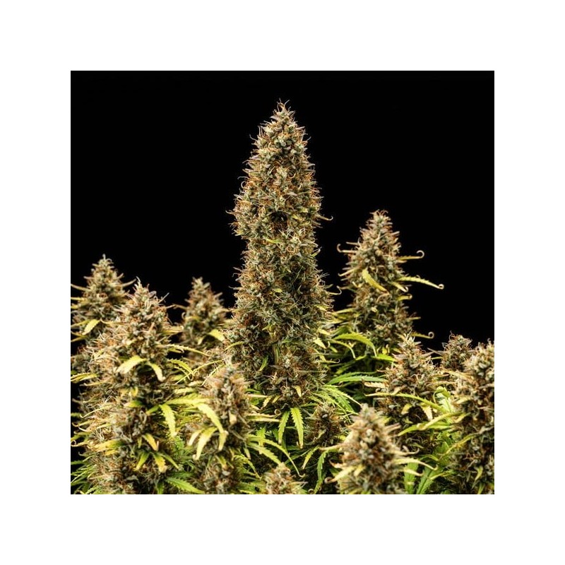 Royal Cookies Auto semi cannabis Royal Queen Seeds