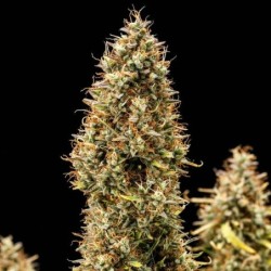 Royal Cookies Auto semi cannabis Royal Queen Seeds