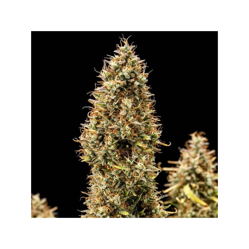 Royal Cookies Auto semi cannabis Royal Queen Seeds