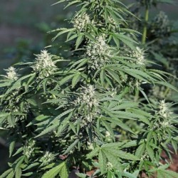 Royal Cookies Auto semi cannabis Royal Queen Seeds