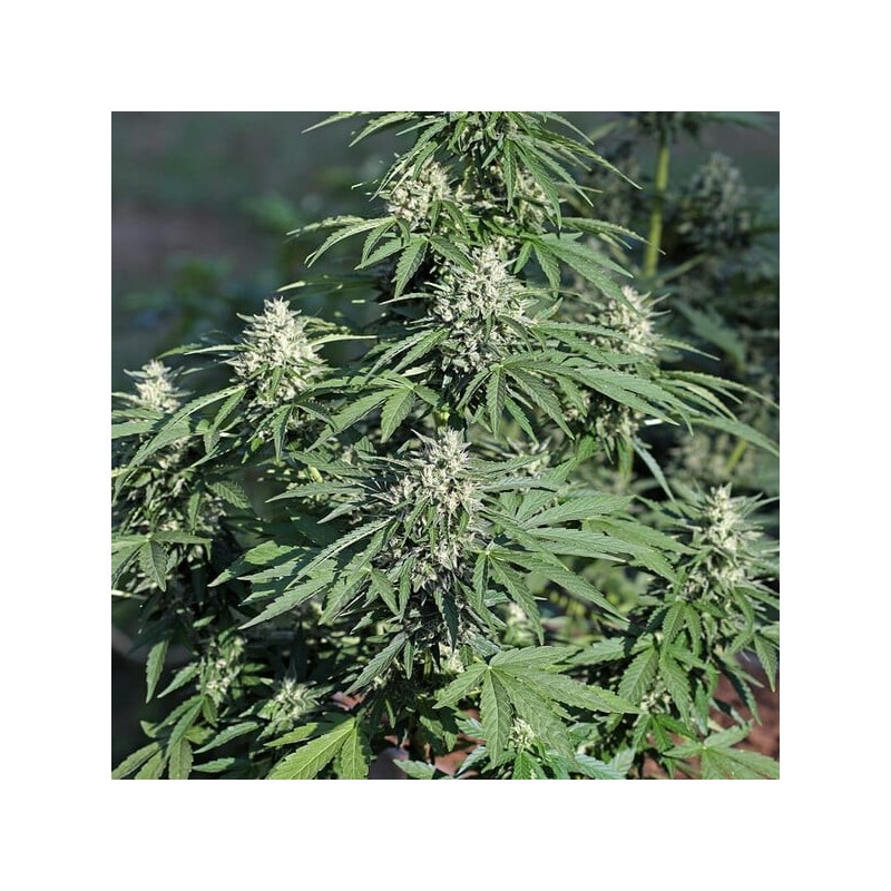 Royal Cookies Auto semi cannabis Royal Queen Seeds