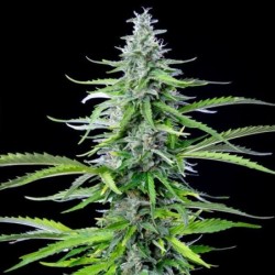 Royal Cookies Auto semi cannabis Royal Queen Seeds