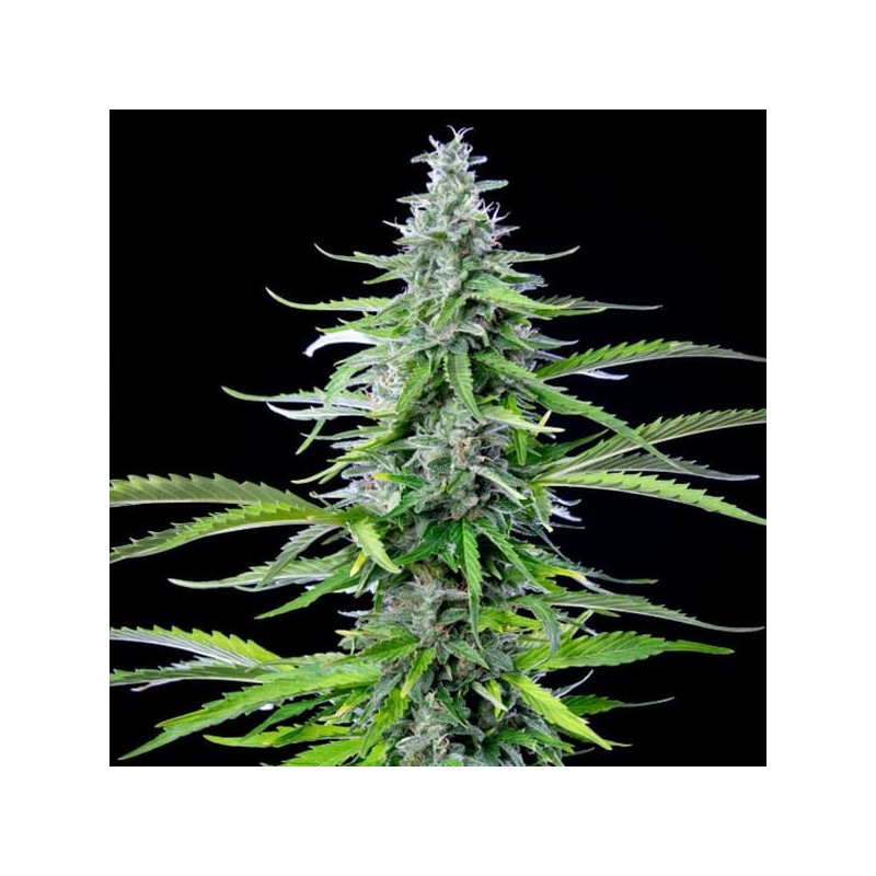 Royal Cookies Auto semi cannabis Royal Queen Seeds