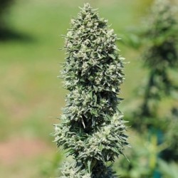 Royal Cookies Auto semi cannabis Royal Queen Seeds