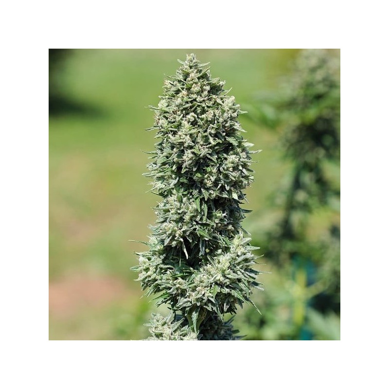Royal Cookies Auto semi cannabis Royal Queen Seeds