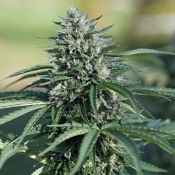 Royal Cookies Auto semi cannabis Royal Queen Seeds
