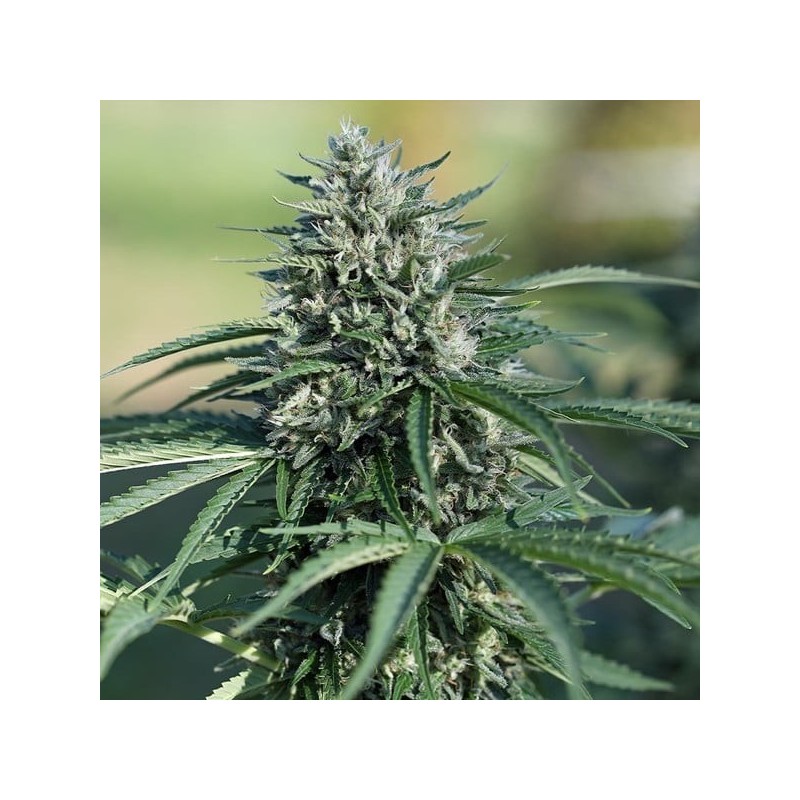 Royal Cookies Auto semi cannabis Royal Queen Seeds