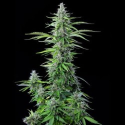 Royal Cookies Auto semi cannabis Royal Queen Seeds