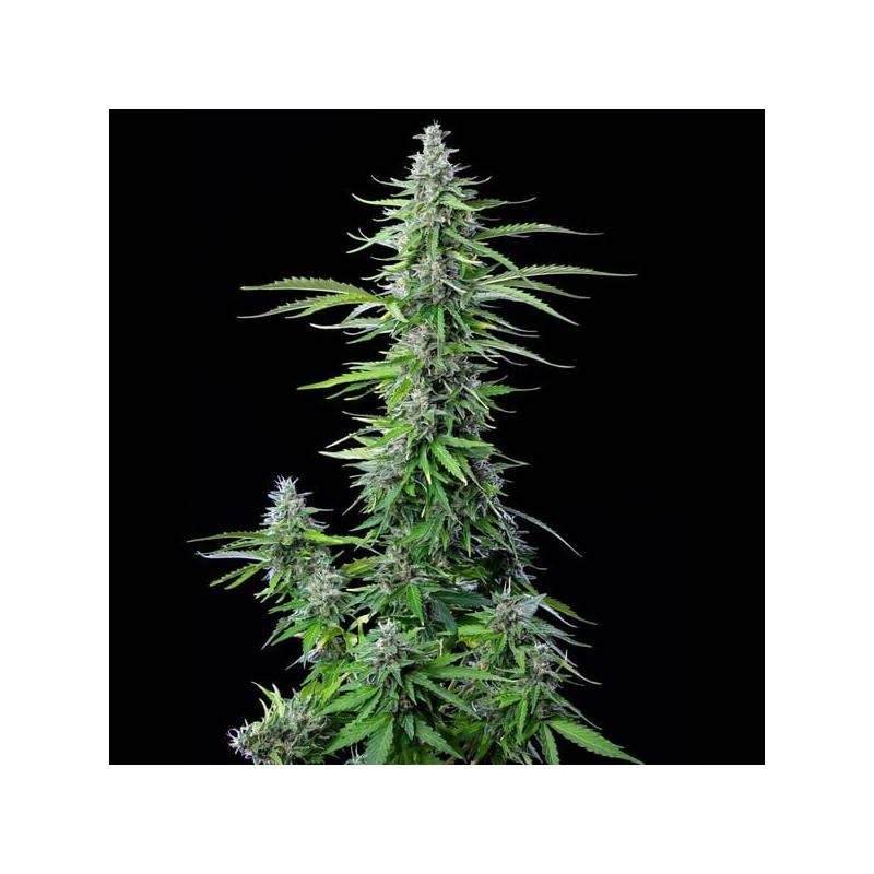 Royal Cookies Auto semi cannabis Royal Queen Seeds