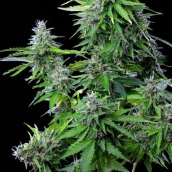 Royal Cookies Auto semi cannabis Royal Queen Seeds