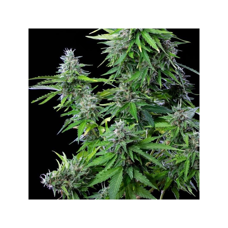 Royal Cookies Auto semi cannabis Royal Queen Seeds