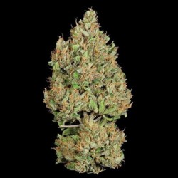 Royal Cookies Auto semi cannabis Royal Queen Seeds