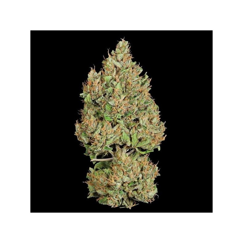 Royal Cookies Auto semi cannabis Royal Queen Seeds