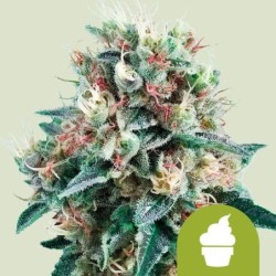 Royal Creamatic Auto semi cannabis Royal Queen Seeds