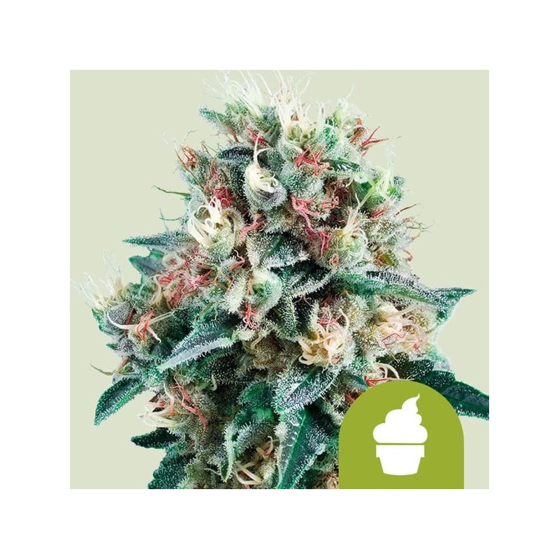 Royal Creamatic Auto semi cannabis Royal Queen Seeds