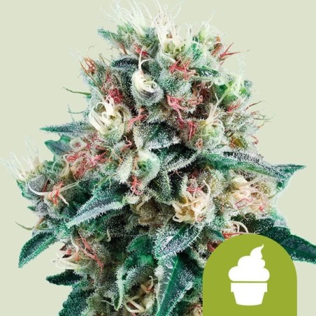 Royal Creamatic Auto semi cannabis Royal Queen Seeds