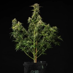 Royal Creamatic Auto semi cannabis Royal Queen Seeds