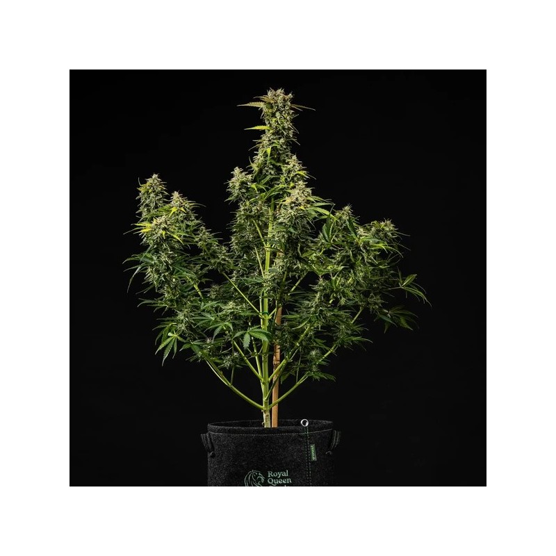 Royal Creamatic Auto semi cannabis Royal Queen Seeds