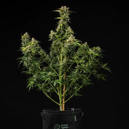 Royal Creamatic Auto semi cannabis Royal Queen Seeds