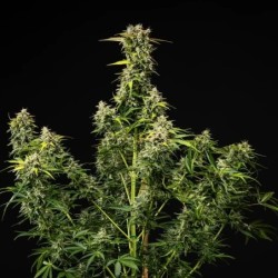 Royal Creamatic Auto semi cannabis Royal Queen Seeds