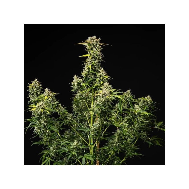 Royal Creamatic Auto semi cannabis Royal Queen Seeds