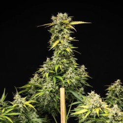 Royal Creamatic Auto semi cannabis Royal Queen Seeds