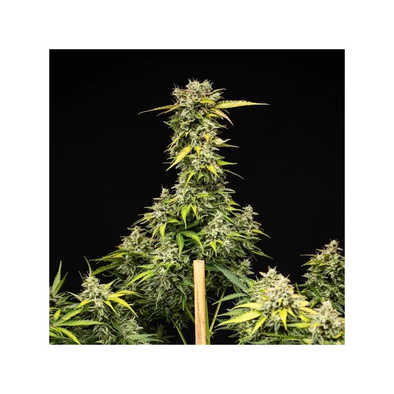 Royal Creamatic Auto semi cannabis Royal Queen Seeds