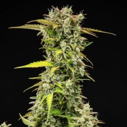 Royal Creamatic Auto semi cannabis Royal Queen Seeds