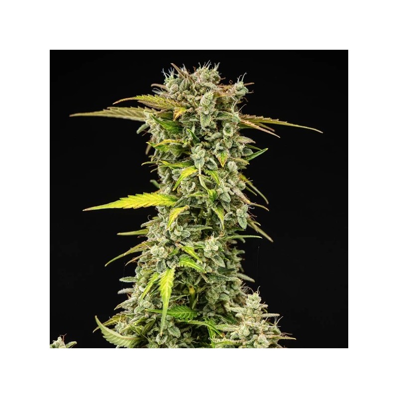 Royal Creamatic Auto semi cannabis Royal Queen Seeds