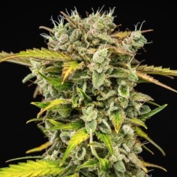 Royal Creamatic Auto semi cannabis Royal Queen Seeds