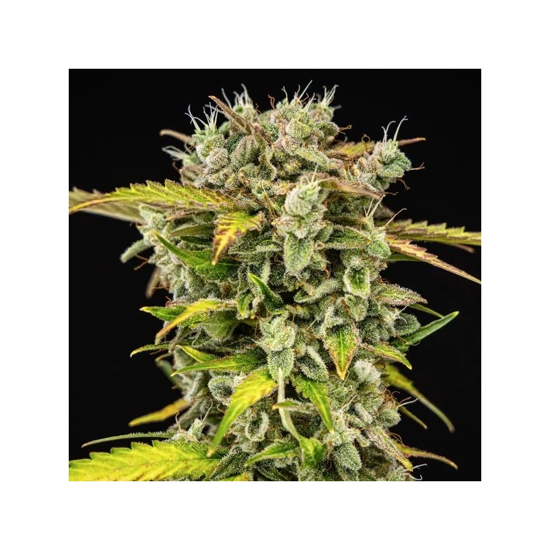 Royal Creamatic Auto semi cannabis Royal Queen Seeds
