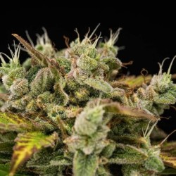 Royal Creamatic Auto semi cannabis Royal Queen Seeds