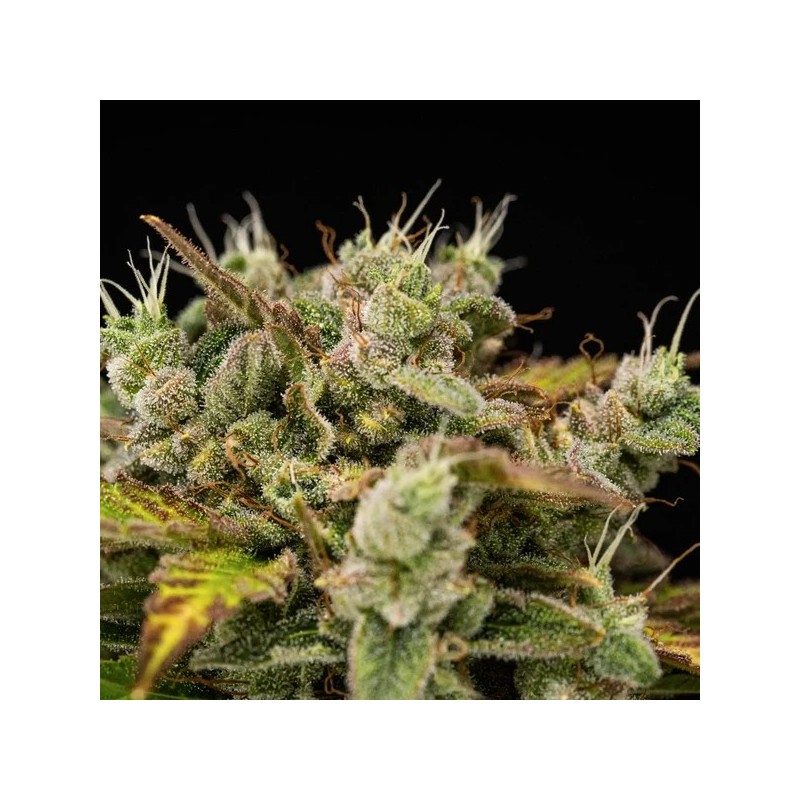 Royal Creamatic Auto semi cannabis Royal Queen Seeds