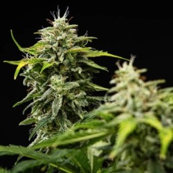 Royal Creamatic Auto semi cannabis Royal Queen Seeds