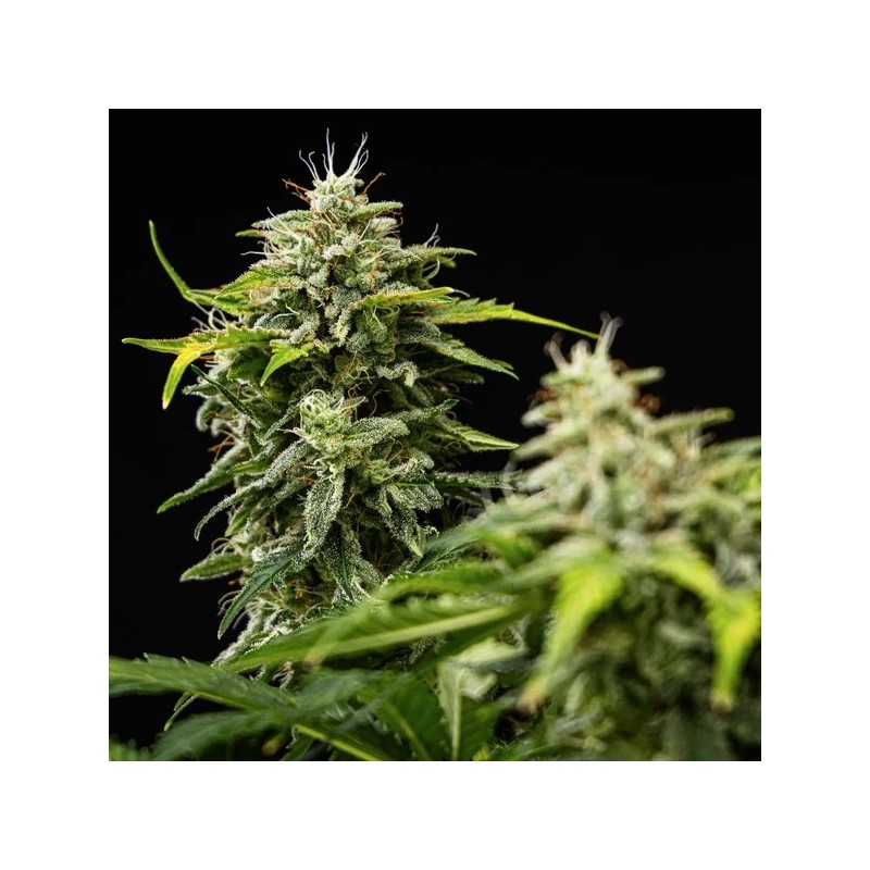 Royal Creamatic Auto semi cannabis Royal Queen Seeds