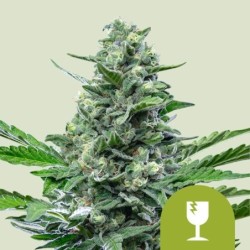 Royal Critical Auto semi cannabis Royal Queen Seeds