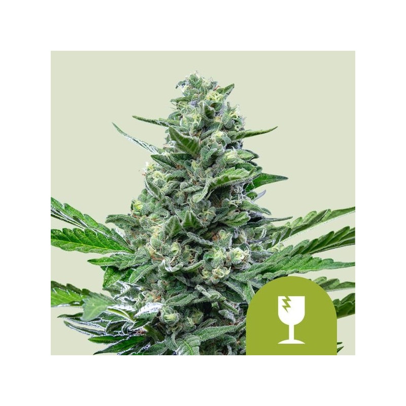 Royal Critical Auto semi cannabis Royal Queen Seeds
