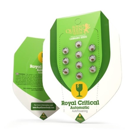 Royal Critical Auto semi cannabis Royal Queen Seeds