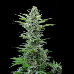 Royal Critical Auto semi cannabis Royal Queen Seeds