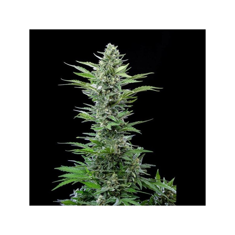 Royal Critical Auto semi cannabis Royal Queen Seeds
