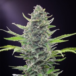 Royal Critical Auto semi cannabis Royal Queen Seeds