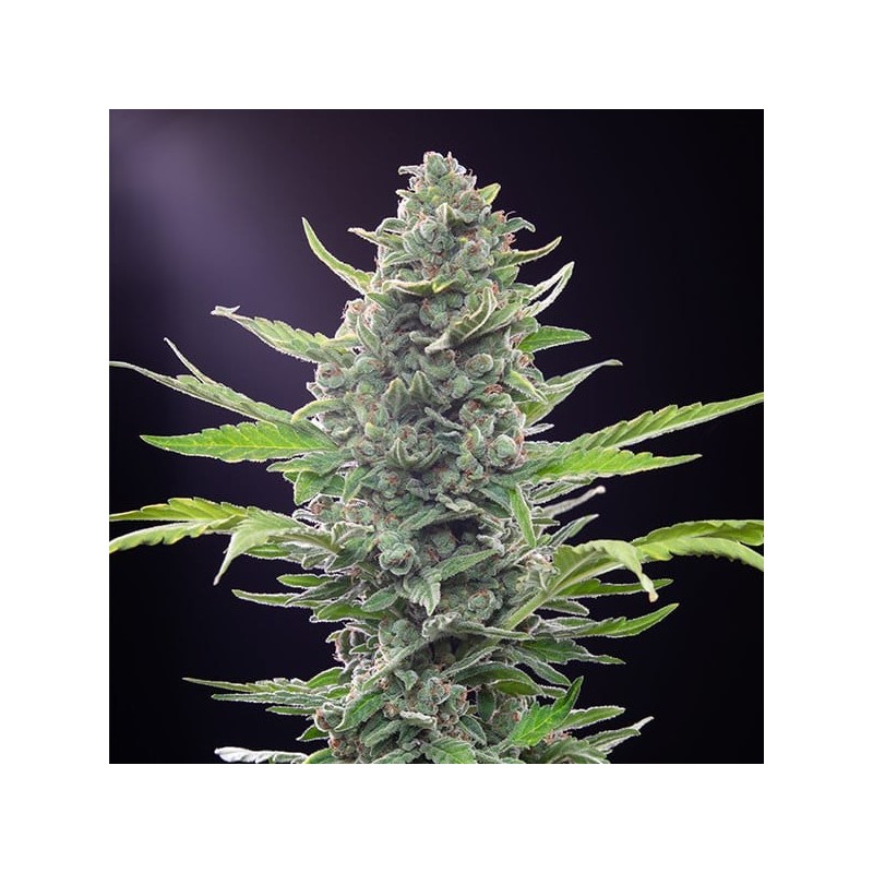 Royal Critical Auto semi cannabis Royal Queen Seeds
