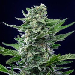 Royal Critical Auto semi cannabis Royal Queen Seeds