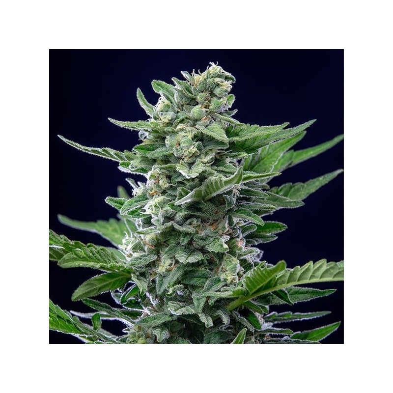 Royal Critical Auto semi cannabis Royal Queen Seeds