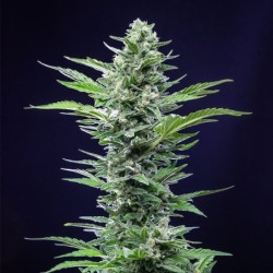 Royal Critical Auto semi cannabis Royal Queen Seeds