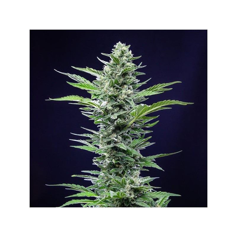 Royal Critical Auto semi cannabis Royal Queen Seeds