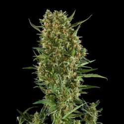 Royal Critical Auto semi cannabis Royal Queen Seeds
